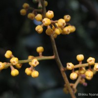 Aglaia elaeagnoidea (A.Juss.) Benth.
